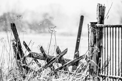 Close-up of a garden fens  on snowy field against sky