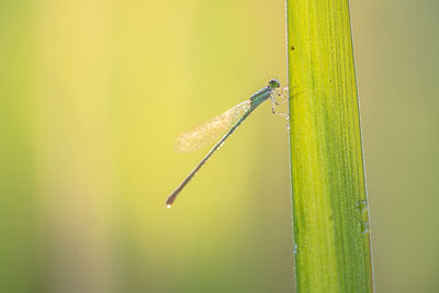 Close-up of damselfly on plant