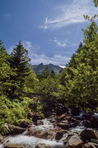 Scenic view of river amidst trees against sky