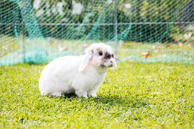 Rabbit on playing field