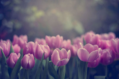 Close-up of pink flower