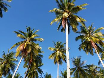 Low angle view of coconut palm trees against blue sky