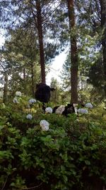 Low angle view of flowers growing on tree