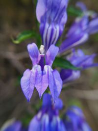 Close-up of purple flowering plant