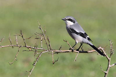 Close-up of bird perching on branch