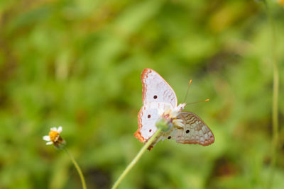 Butterfly on flower