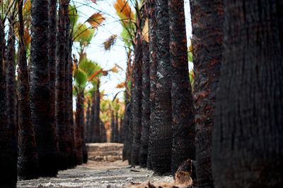 Trees at forest