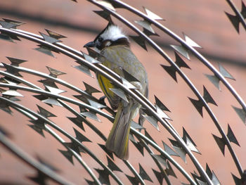 Low angle view of bird perching on plant
