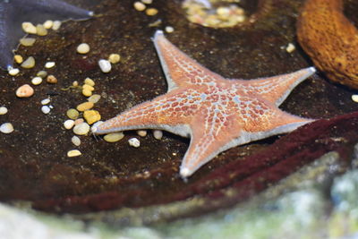 Close-up of animal shell