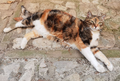 Portrait of european cat relaxing in the alley of spello