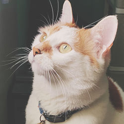 Close-up of cat looking away at home