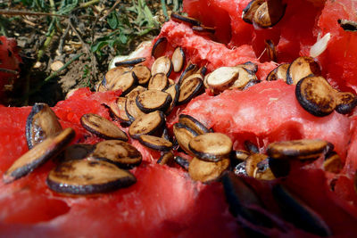 Close up of red flowers