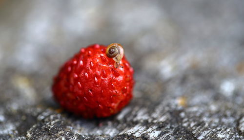 Close-up of snail on wild strawberry