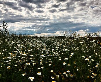 Scenic view of flowering plants on field against sky