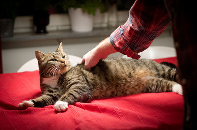 Close-up of cat lying on hand