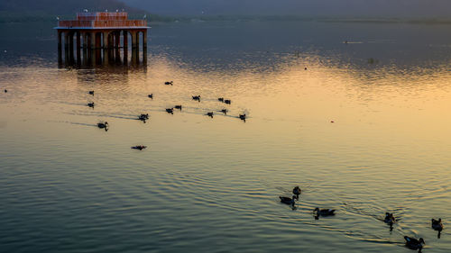 Birds swimming in lake at sunset