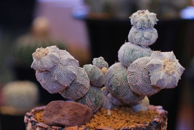 Close-up of stack of plant