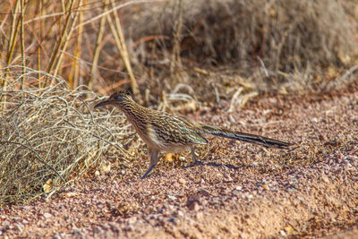 Close-up of bird perching on field