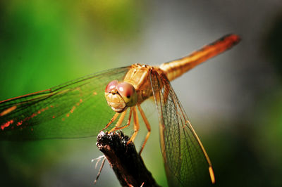 Close-up of dragonfly on leaf