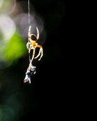 Close-up of spider trapping insect  on web