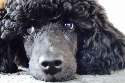 Close-up of black poodle relaxing at home