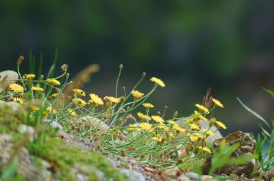 Close-up of plants