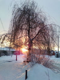 Bare trees on snow covered field against sky