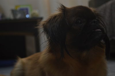 Close-up of dog at home