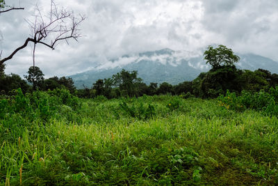 Scenic view of field against sky