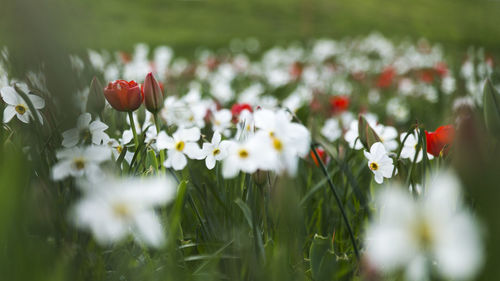 Close-up of white flowering plants on field