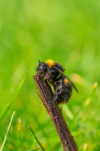 Large yellow honey and black striped bee  close up low-level macro view resting on green twig plant 
