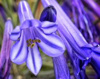 Close-up of bumblebee on purple flower