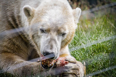 Close-up of lion eating grass