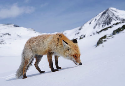 Full length of fox standing on snowcapped mountain