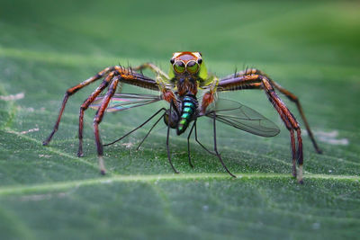 Close-up of spider