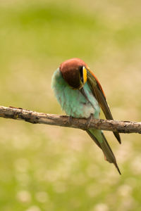 Close-up of bird perching on branch