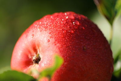 Close-up of red berries
