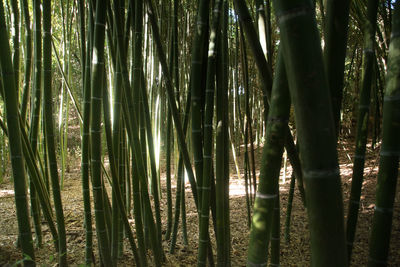 Full frame shot of bamboo trees in forest