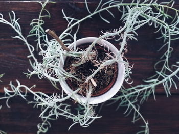 Directly above shot of dry plants on table