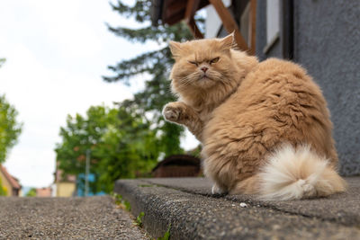 Cat looking away while sitting on retaining wall