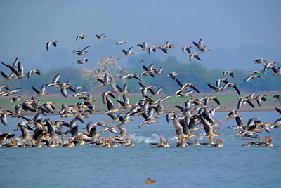 Seagulls flying over sea against sky