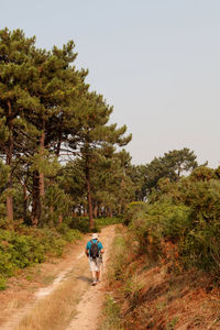 Rear view of man walking on road amidst trees against sky