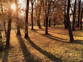 Trees in park during autumn