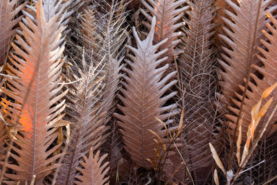 Full frame shot of palm leaves