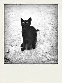 Portrait of black cat sitting