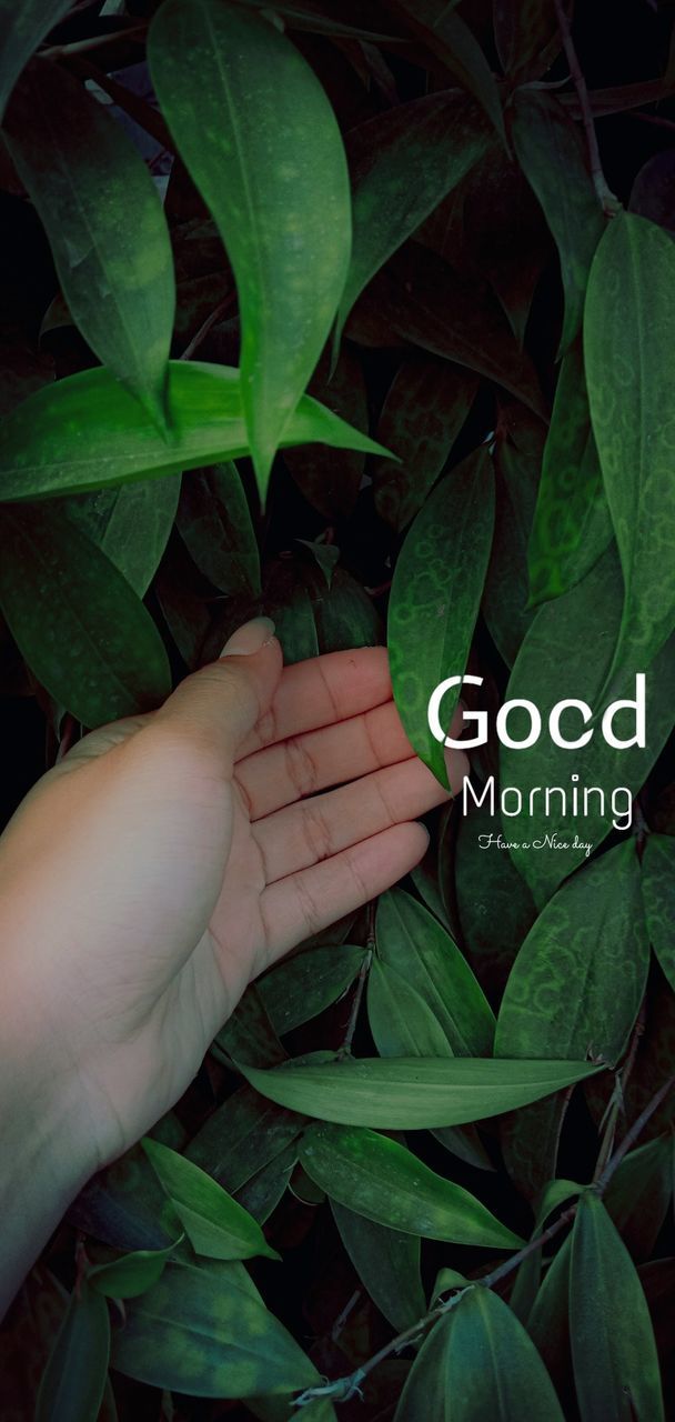 leaf, plant part, human hand, real people, hand, growth, human body part, green color, plant, nature, body part, people, holding, lifestyles, human finger, personal perspective, finger, day, close-up, outdoors, leaves