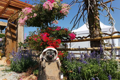 Dog on flower plants