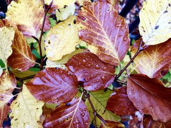 Close-up of raindrops on dry leaves