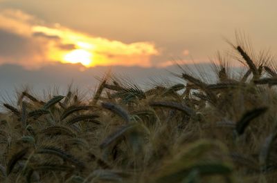 Scenic view of landscape against sky at sunset