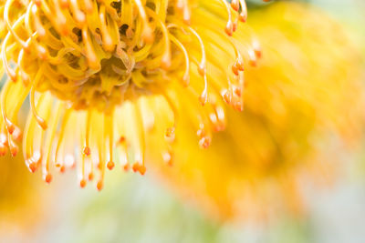 Close-up of yellow flower